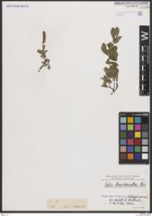 Foto von Salix breviserrata Flod.